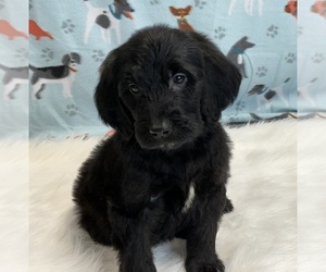 Irish Doodle Puppy for sale in DUNDEE, OH, USA