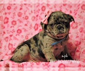 Jug-Pug Mix Puppy for sale in LIBERTY, KY, USA