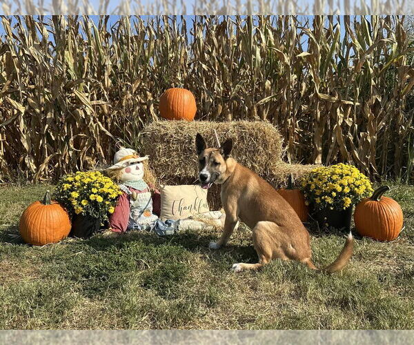 Medium Photo #5 Siberian Husky-Unknown Mix Puppy For Sale in Evansville, IN, USA
