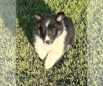 Small Photo #16 Shetland Sheepdog Puppy For Sale in FORT MORGAN, CO, USA