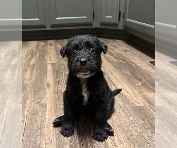 Medium Photo #3 Poodle (Standard)-Unknown Mix Puppy For Sale in Plainfield, IL, USA