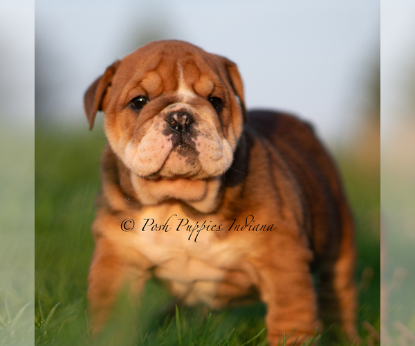Medium Photo #1 Bulldog Puppy For Sale in WARSAW, IN, USA