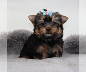Yorkshire Terrier Puppy for sale in LOS ANGELES, CA, USA
