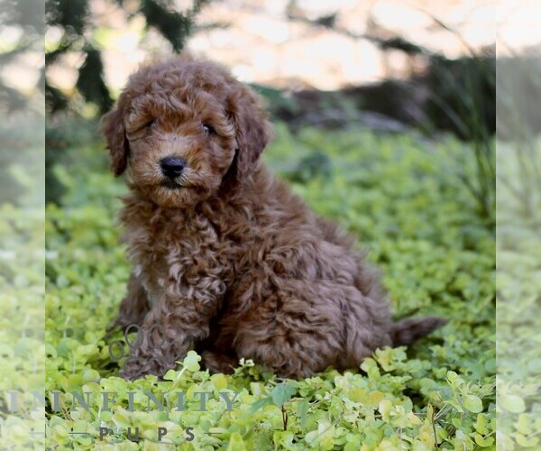 Medium Photo #4 Cavapoo (Miniature) Puppy For Sale in LANCASTER, PA, USA