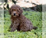 Caramel - Male Cavapoo (Miniature) Puppy for Sale - Photo #4