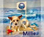Small #1 Chihuahua Mix