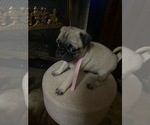 Puppy Khloe Pug