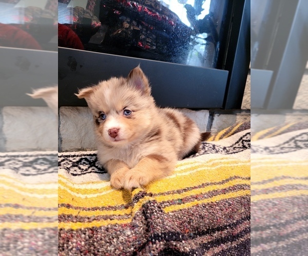 Medium Photo #1 Pomsky Puppy For Sale in KANSAS CITY, KS, USA