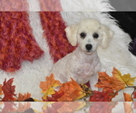 Small #1 Bichpoo