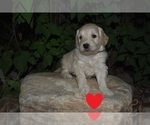 Small Photo #1 Goldendoodle (Miniature) Puppy For Sale in BURLEY, ID, USA