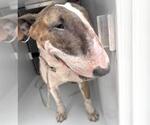Small Bull Terrier