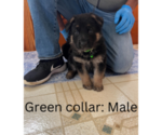 Puppy Green Collar German Shepherd Dog