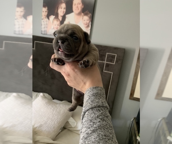Medium Photo #3 French Bulldog Puppy For Sale in GLENDALE HEIGHTS, IL, USA