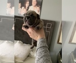 Small Photo #3 French Bulldog Puppy For Sale in GLENDALE HEIGHTS, IL, USA