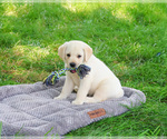 Small #2 Labrador Retriever