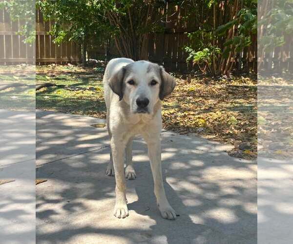 Medium Photo #5 Great Pyrenees-Unknown Mix Puppy For Sale in Dallas, TX, USA
