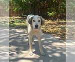 Small Photo #5 Great Pyrenees-Unknown Mix Puppy For Sale in Dallas, TX, USA