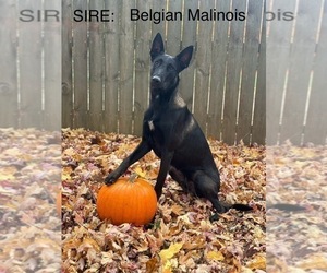 Father of the Belgian Malinois puppies born on 11/19/2023
