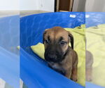 Small #1 American Pit Bull Terrier Mix
