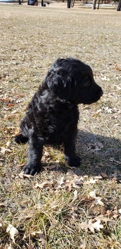 Medium Photo #6 Labradoodle Puppy For Sale in CO SPGS, CO, USA