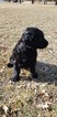 Small Photo #6 Labradoodle Puppy For Sale in CO SPGS, CO, USA