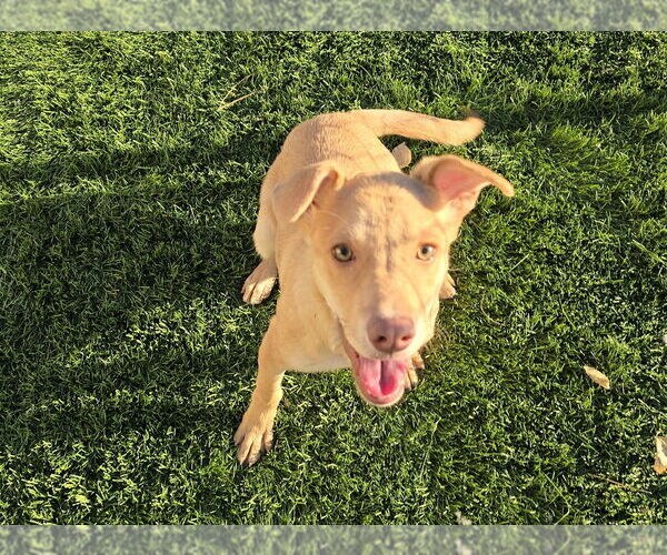 Medium Photo #10 Mutt Puppy For Sale in Lakewood, CO, USA