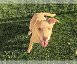 Small #9 Mutt