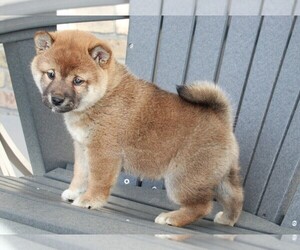 Shiba Inu Puppy for sale in FREDERICKSBURG, OH, USA