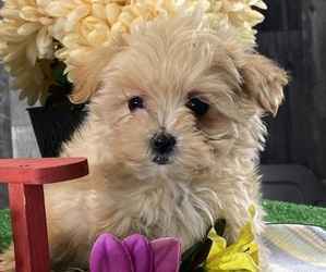 Maltipoo (Toy) Puppy for sale in CANOGA, NY, USA