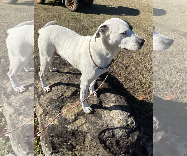Medium Photo #6 Labrador Retriever-Unknown Mix Puppy For Sale in Rockaway, NJ, USA