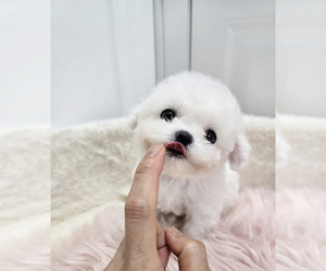 Bichon Frise Puppy for sale in Uijeongbu-si, Gyeonggi-do, Korea, South