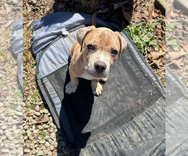 Medium Photo #3 Boxer-Unknown Mix Puppy For Sale in Holly Springs, NC, USA