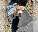Small #2 Boxer Mix