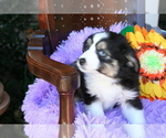 Small Photo #16 Miniature Australian Shepherd Puppy For Sale in SEQUIM, WA, USA