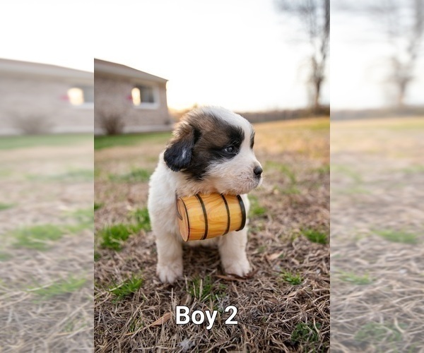 Medium Photo #7 Saint Bernard Puppy For Sale in KANNAPOLIS, NC, USA