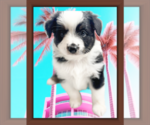 Puppy Puppy 3 Miniature Australian Shepherd