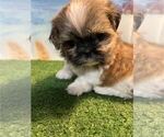 Small Shih Tzu