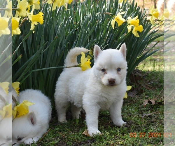 Medium Photo #6 Siberian Husky Puppy For Sale in DINWIDDIE, VA, USA