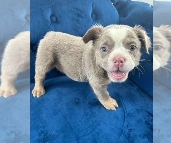 Medium Photo #9 English Bulldog Puppy For Sale in KANSAS CITY, MO, USA