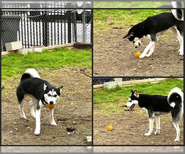 Medium Photo #1 Siberian Husky Puppy For Sale in San Antonio, TX, USA