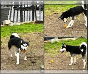 Siberian Husky Dogs for adoption in San Antonio, TX, USA
