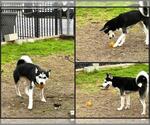 Small Siberian Husky
