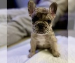 Puppy Puppy 4 French Bulldog