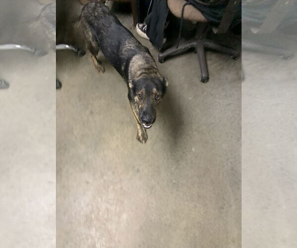 Medium Photo #3 American Pit Bull Terrier-German Shepherd Dog Mix Puppy For Sale in Fairfield, IL, USA