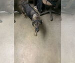 Small #2 American Pit Bull Terrier-German Shepherd Dog Mix
