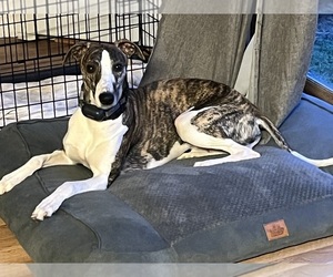 Father of the Whippet puppies born on 04/20/2025