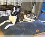 Small Photo #1 Whippet Puppy For Sale in CORRY, PA, USA