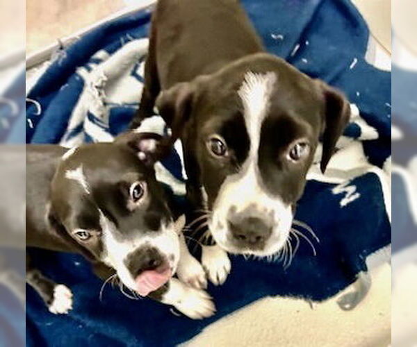 Medium Photo #3 Mutt Puppy For Sale in Pampa, TX, USA