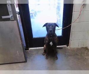 Mutt Dogs for adoption in Tulsa, OK, USA