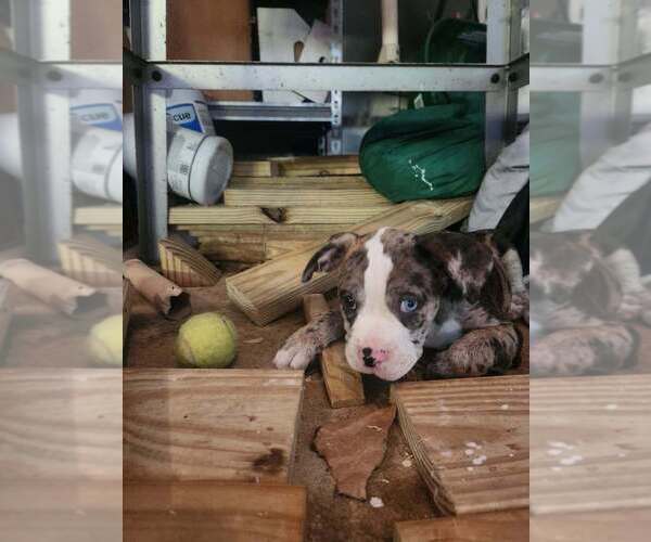 Medium Photo #3 Mutt Puppy For Sale in Candler, NC, USA